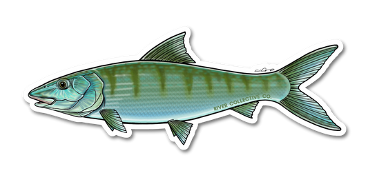 BONEFISH DECAL