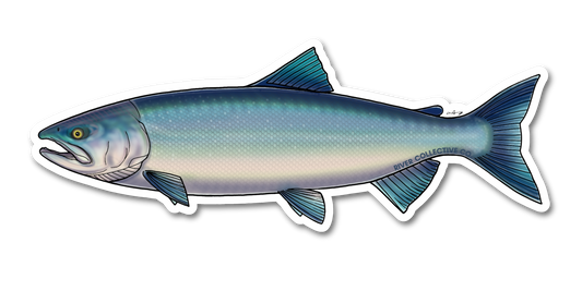SOCKEYE SALMON DECAL (CHROME)