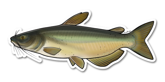 CHANNEL CATFISH DECAL