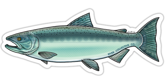 CHINOOK SALMON DECAL (CHROME)