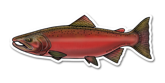 CHINOOK SALMON DECAL (SPAWN)