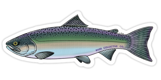 CHUM SALMON DECAL (CHROME)