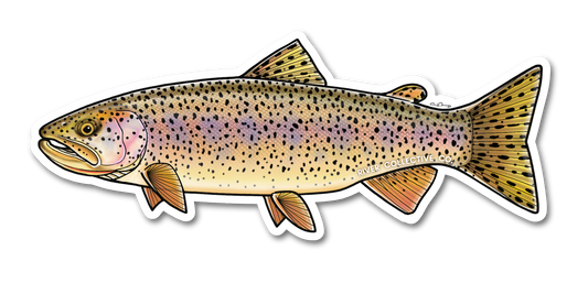 COASTAL CUTTHROAT TROUT DECAL
