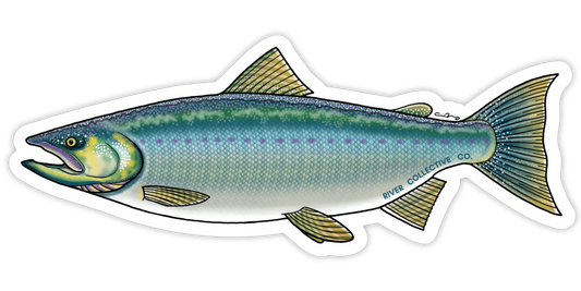 COHO SALMON DECAL (CHROME)