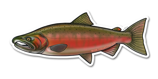 COHO SALMON DECAL (SPAWN)