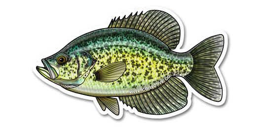 BLACK CRAPPIE DECAL