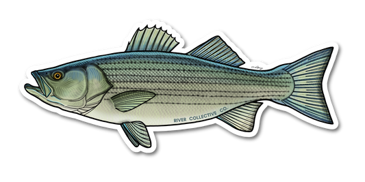STRIPED BASS DECAL