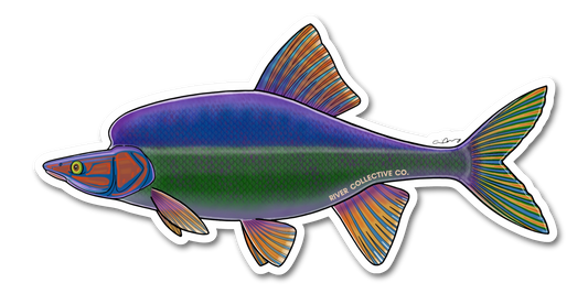 HUMPBACK CHUB DECAL