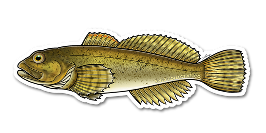 MOTTLED SCULPIN DECAL