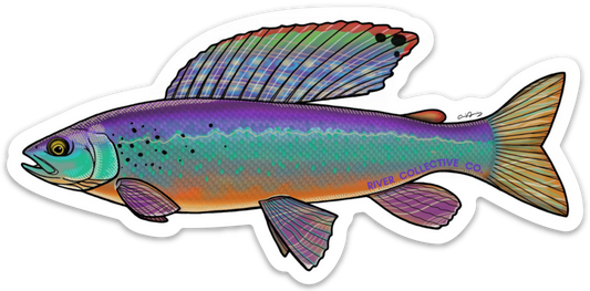 ARCTIC GRAYLING