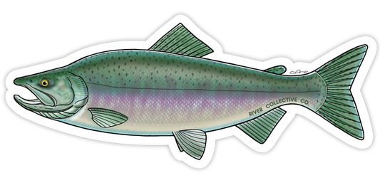 PINK SALMON DECAL (CHROME)