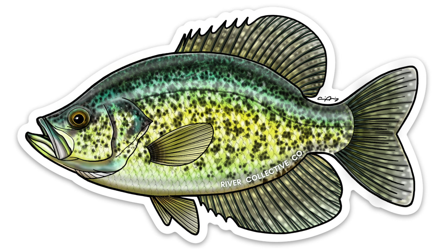 BLACK CRAPPIE