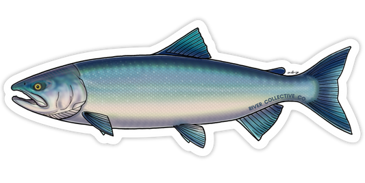 SOCKEYE SALMON DECAL (CHROME)