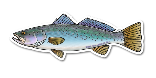 SPOTTED SEATROUT DECAL