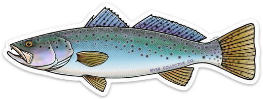 SPOTTED SEATROUT