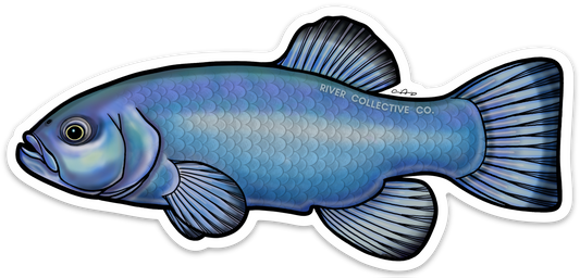 DEVILS HOLE PUPFISH