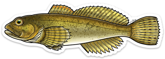 MOTTLED SCULPIN