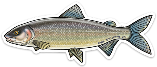 MOUNTAIN WHITEFISH