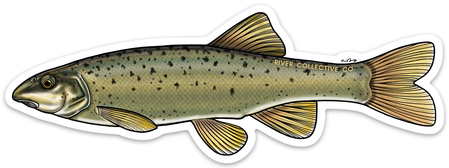 SPECKLED DACE