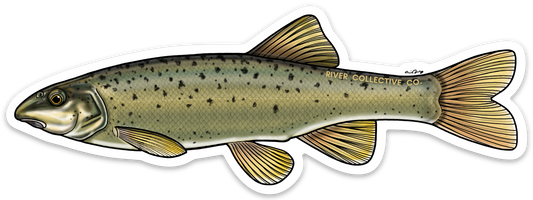 SPECKLED DACE