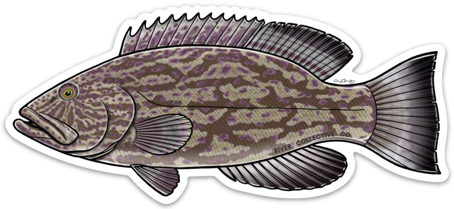 BLACK GROUPER