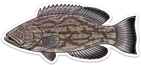 BLACK GROUPER