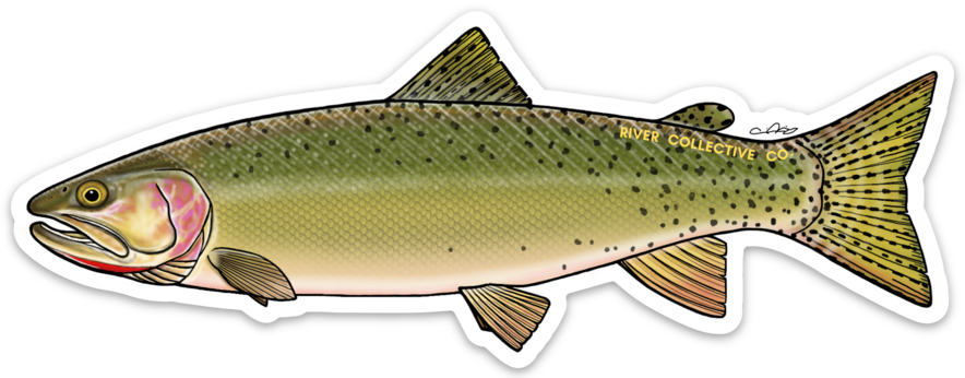 CUTTHROAT TROUT