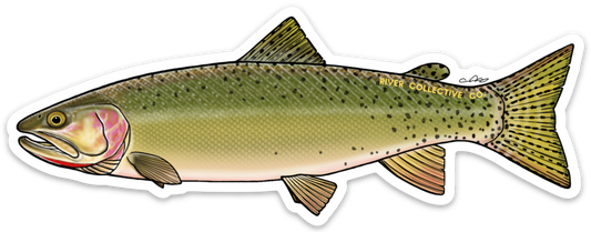 CUTTHROAT TROUT