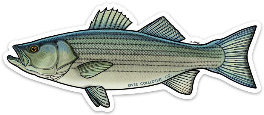 STRIPED BASS