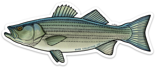 STRIPED BASS