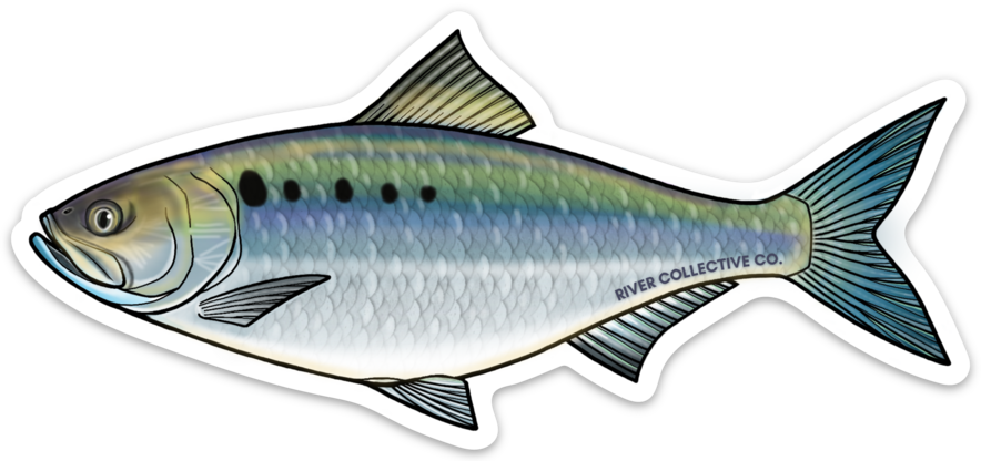 AMERICAN SHAD