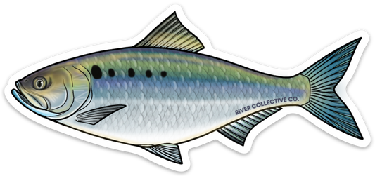 AMERICAN SHAD