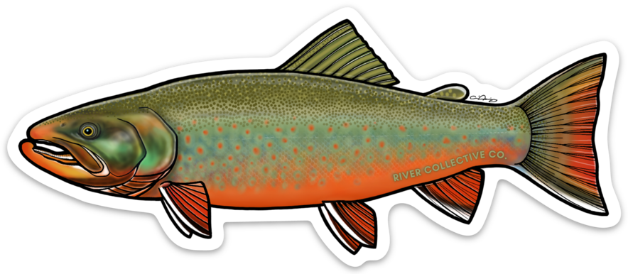 ARCTIC CHAR