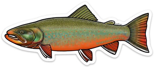 ARCTIC CHAR