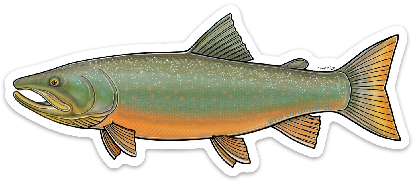 BULL TROUT DECAL