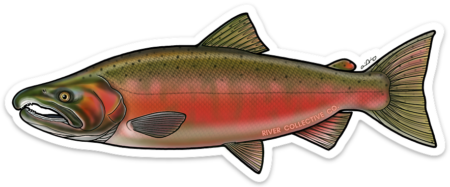 COHO SALMON DECAL (SPAWN)