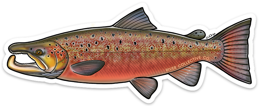 ATLANTIC SALMON DECAL (SPAWN)