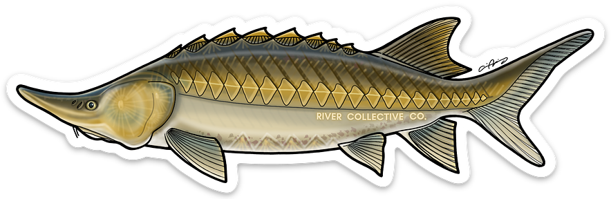 STURGEON