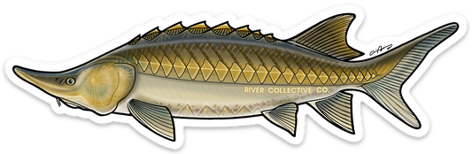 STURGEON