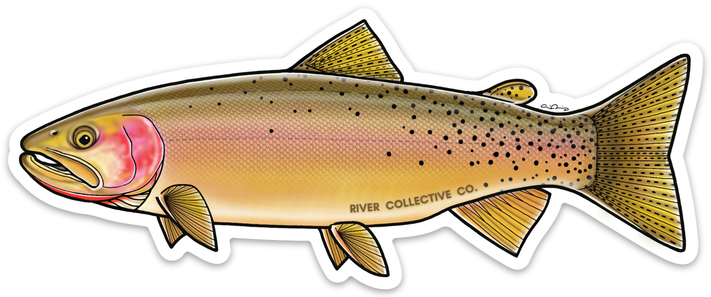 YELLOWSTONE CUTTHROAT TROUT