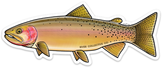 YELLOWSTONE CUTTHROAT TROUT