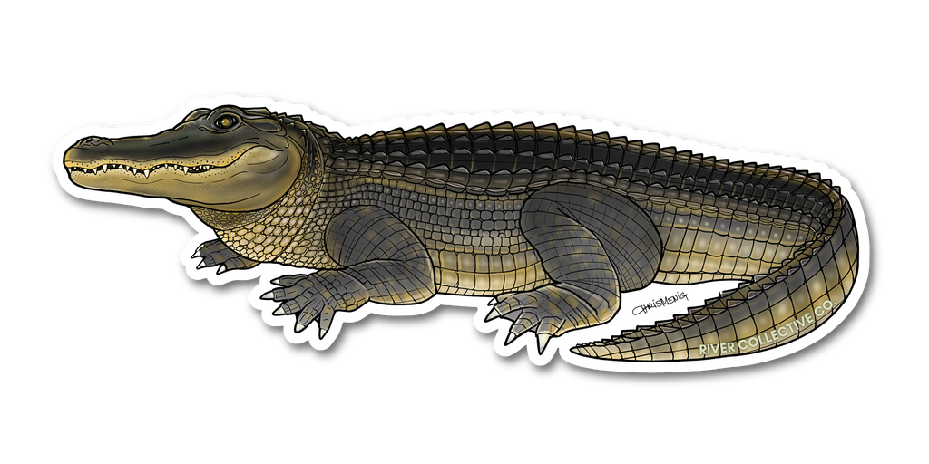 AMERICAN ALLIGATOR DECAL