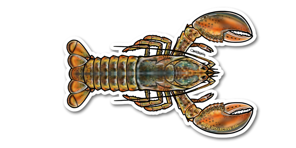 AMERICAN LOBSTER DECAL