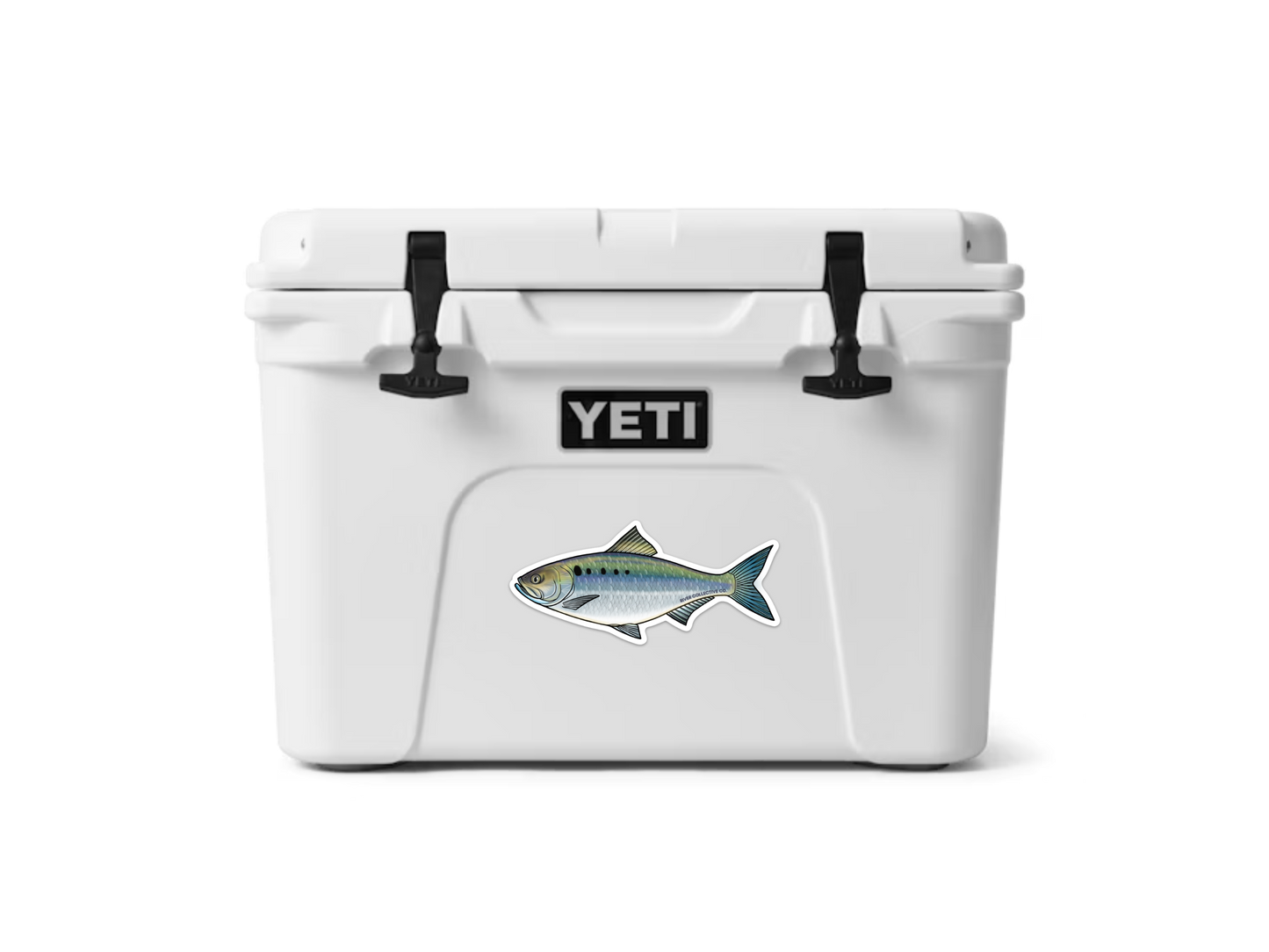 AMERICAN SHAD