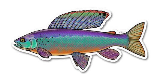 ARCTIC GRAYLING DECAL