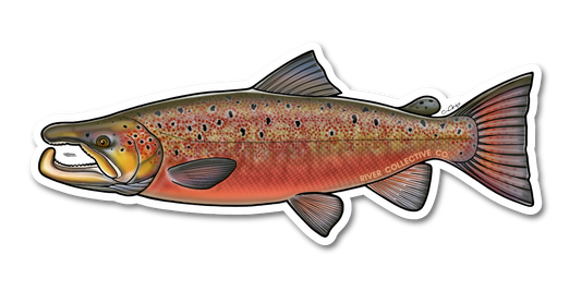 ATLANTIC SALMON DECAL (SPAWN)