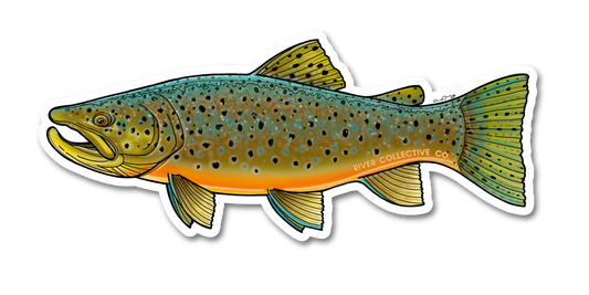 AUTUMN BROWN TROUT DECAL