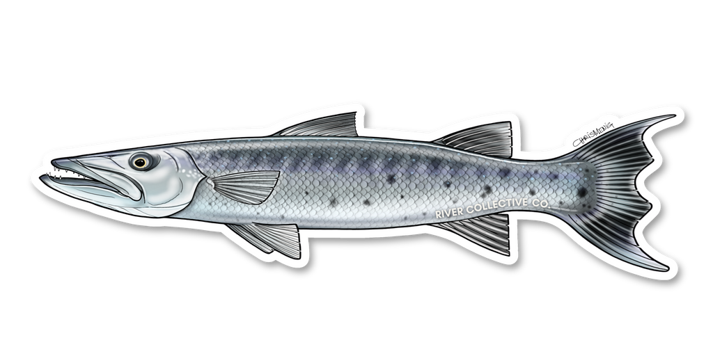 GREAT BARRACUDA DECAL