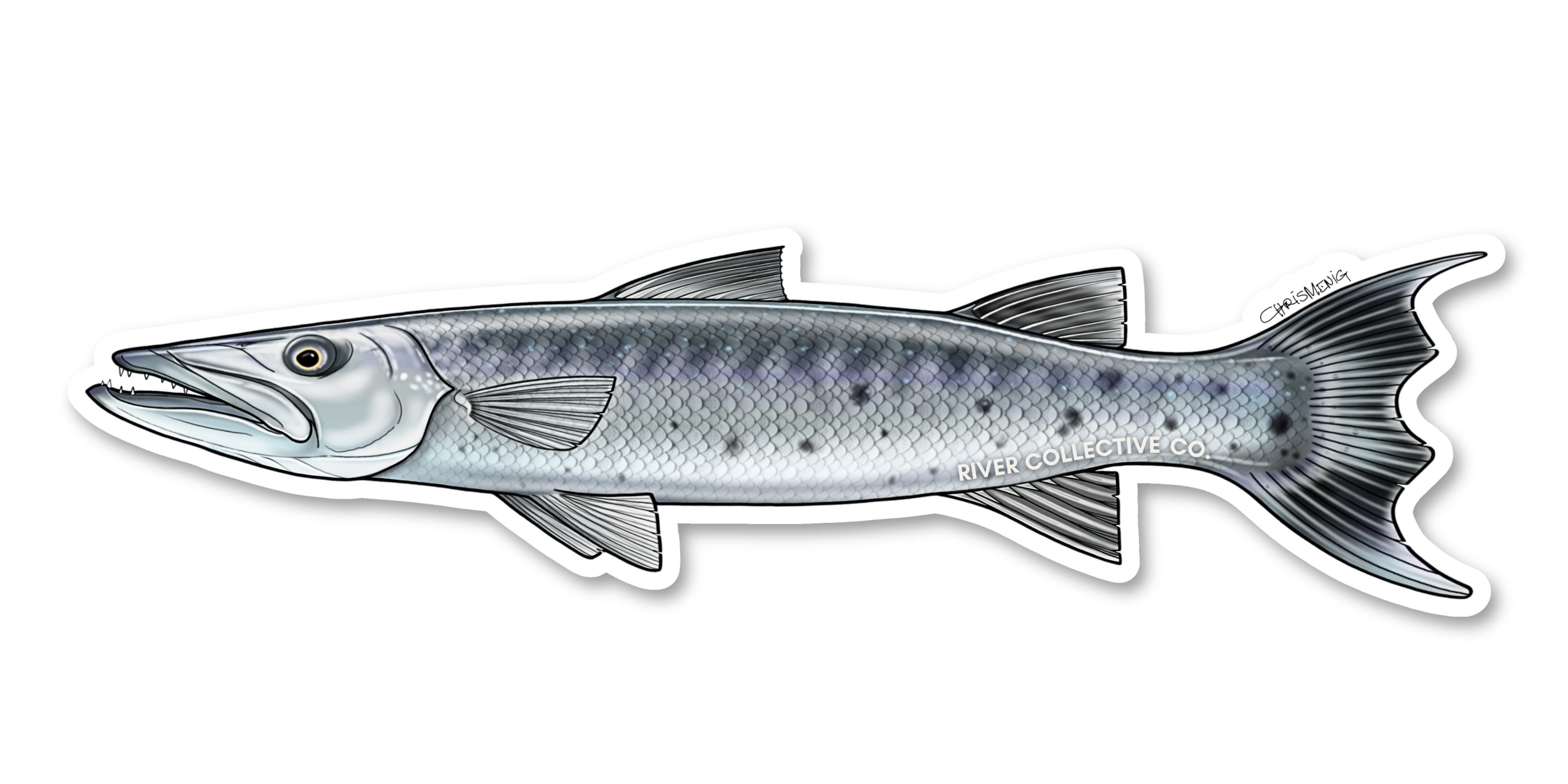 GREAT BARRACUDA DECAL