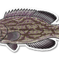 BLACK GROUPER DECAL